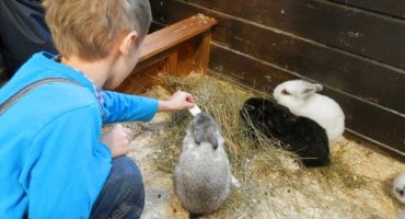 "Уроки доброты" для ребят на выставке домашних животных