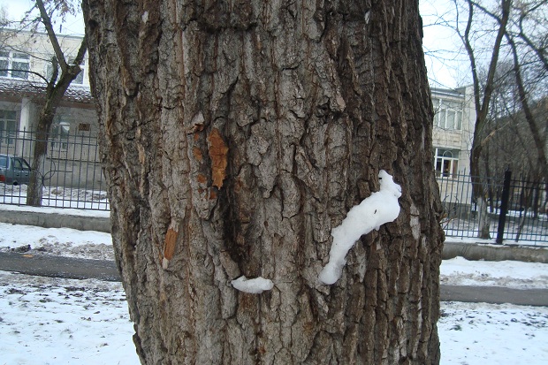 картина снегом на дереве