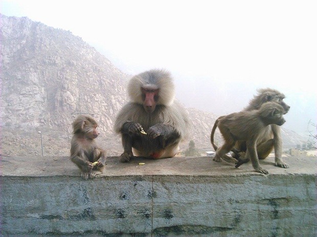 парк обезьян