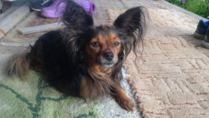 животные и дети