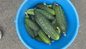 дачные огурцы