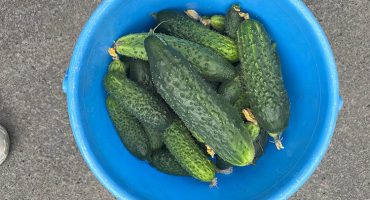 дачные огурцы