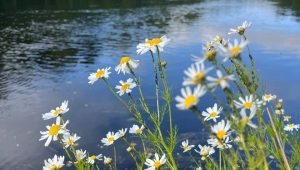 август в лесу