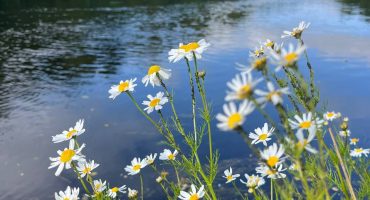 август в лесу