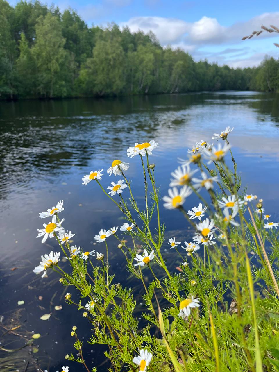 август в лесу